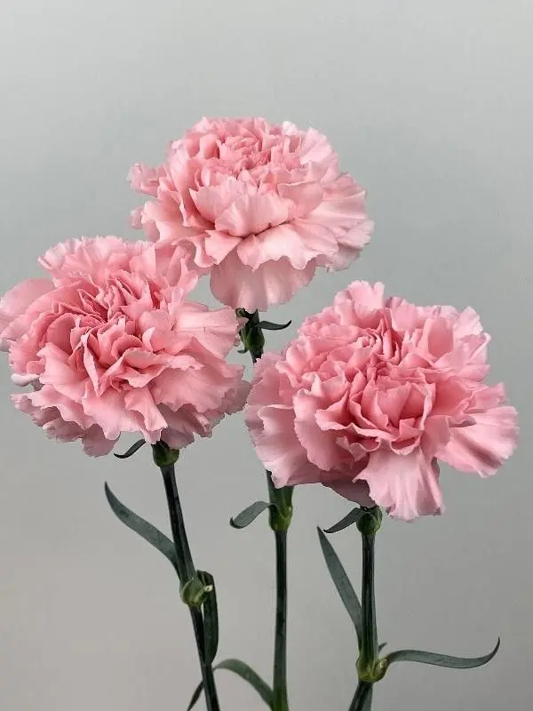 راهنمای انتخاب میخک؛ نکات مهمی که باید بدانید