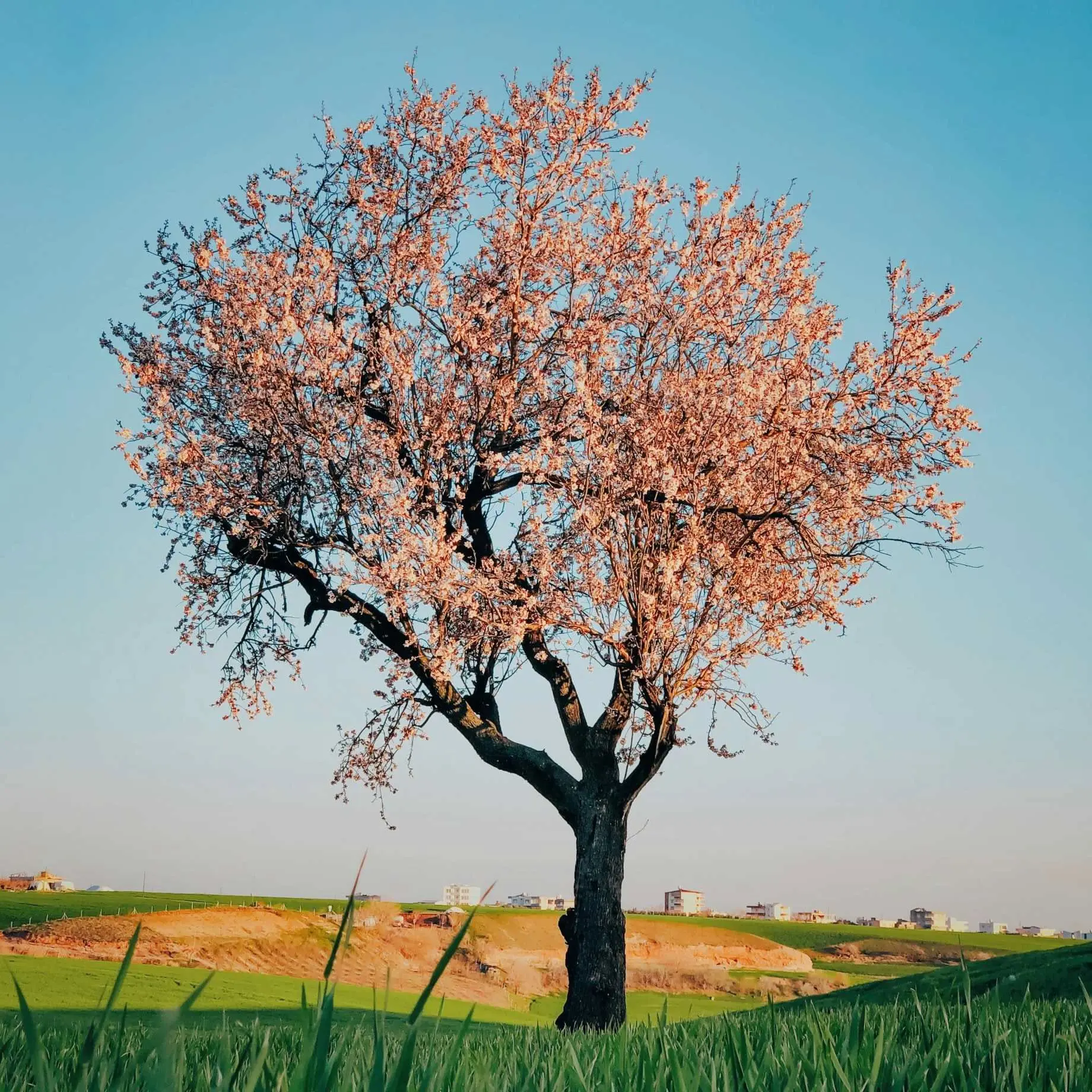 خرید نهال پسته؛ بررسی راهنمای انتخاب رقم مناسب برای باغ و نکات ضروری