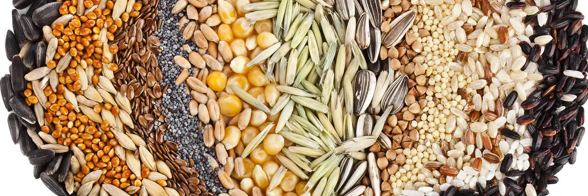 خرید بذر سبزیجات؛ راهنمای انتخاب بذر مناسب باغچه و گلخانه به زبان ساده